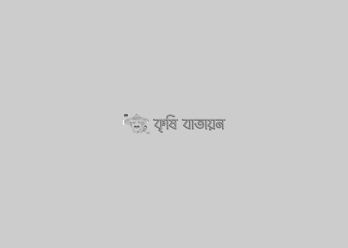 ব্লাষ্ট রোগঃ ধানের ক্যান্সার এবং সমাধানে করণীয়