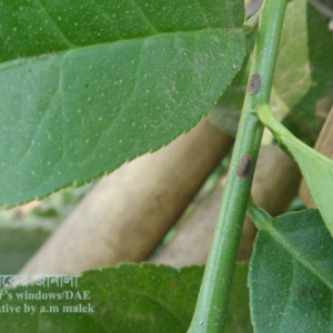 লেবুর খোসা পোকা