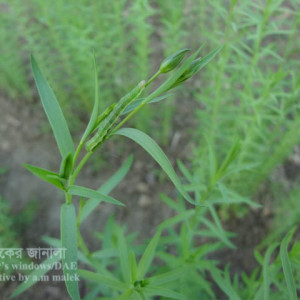 তিসির ঘোড়া পোকা