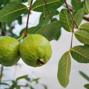 পেয়ারা