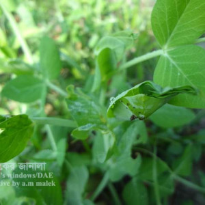 মটরশুঁটির পাতামোড়ানো পোকা