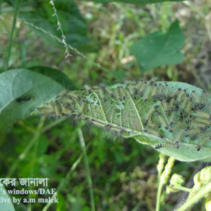 মুগের বিছা পোকা