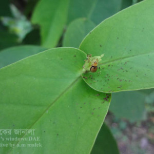 জামরুলের পাতার বিটল