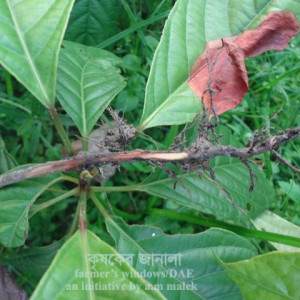 লটকন ঢলে পড়া রোগ